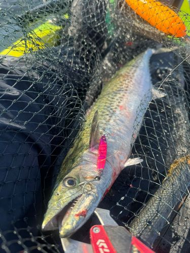 サワラの釣果