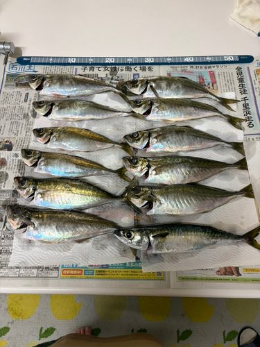 アジの釣果