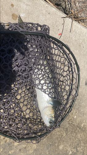 ボラの釣果