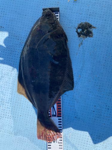 マコガレイの釣果