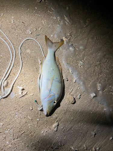 タマンの釣果