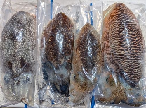 コウイカの釣果