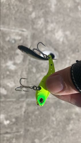 ボラの釣果