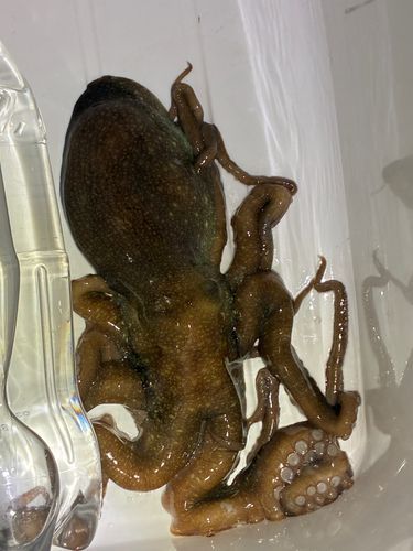 タコの釣果