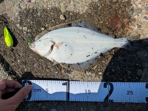 イシガレイの釣果