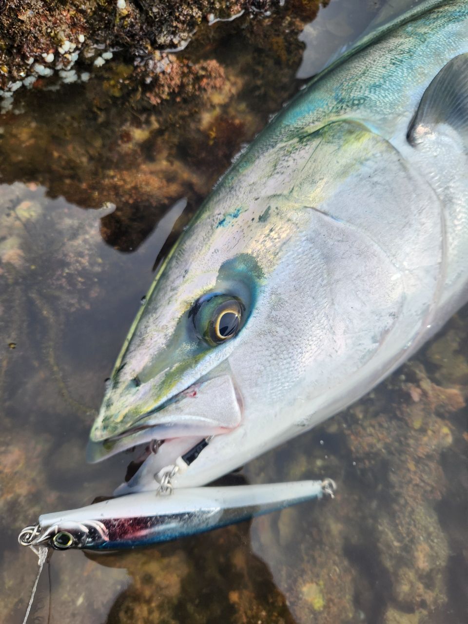 SHIMANO 20コルトスナイパー XR S106MH/PSの最安値・インプレ・釣果