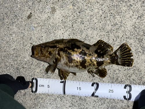 ベッコウゾイの釣果