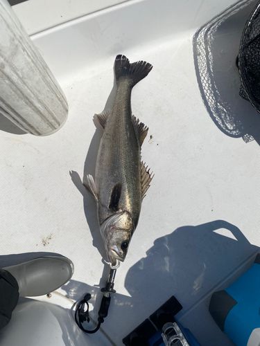 スズキの釣果