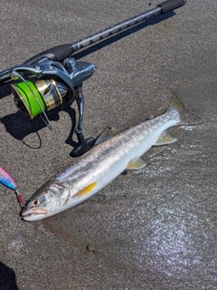 アメマスの釣果