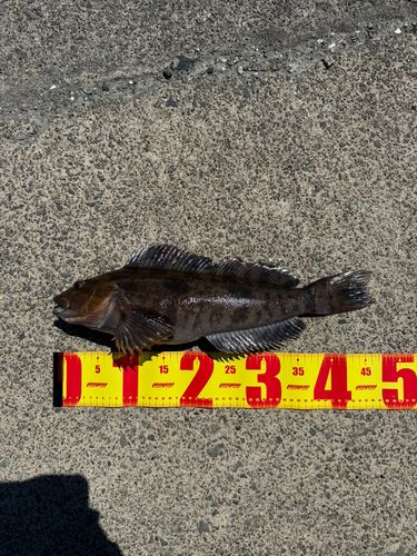 アイナメの釣果