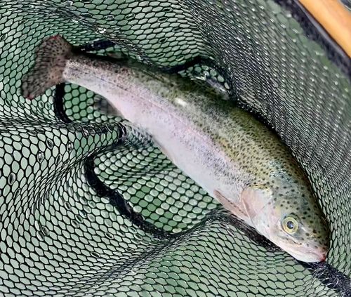 ニジマスの釣果