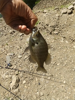 ブルーギルの釣果