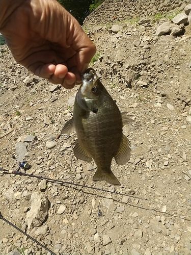 ブルーギルの釣果