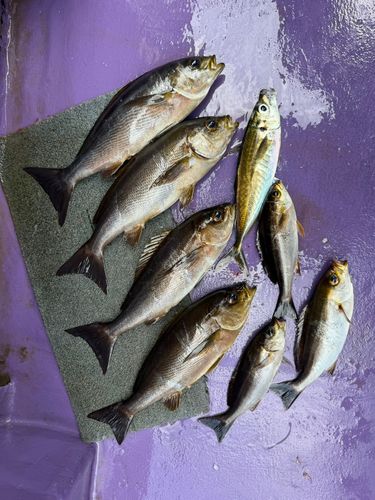 イサキの釣果