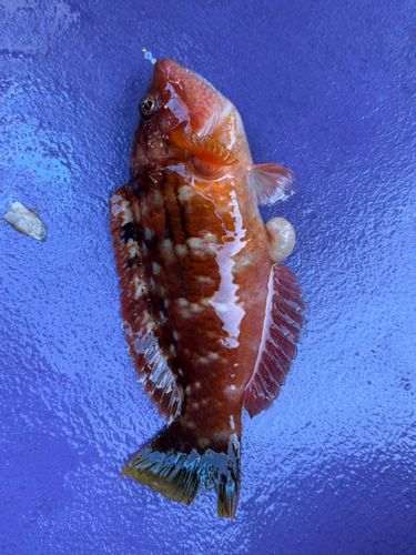 ベラの釣果