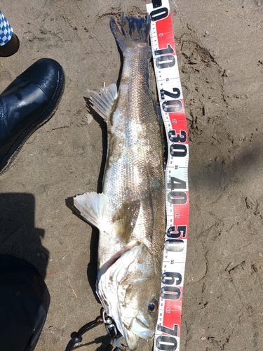 スズキの釣果