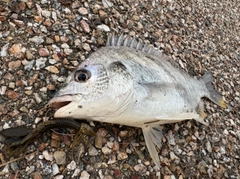 チヌの釣果