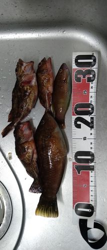 ベラの釣果