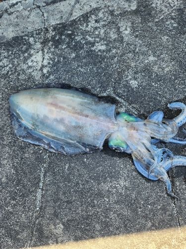 ミズイカの釣果