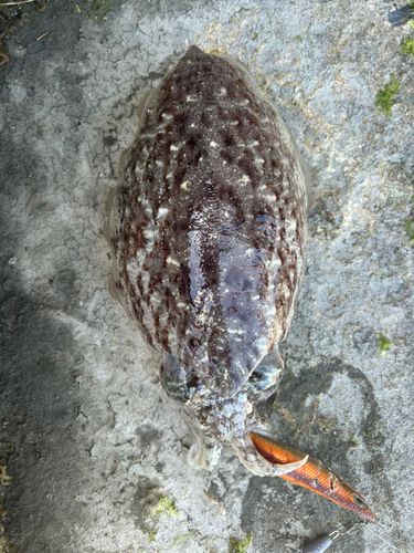 ハリイカの釣果