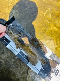 スモールマウスバスの釣果