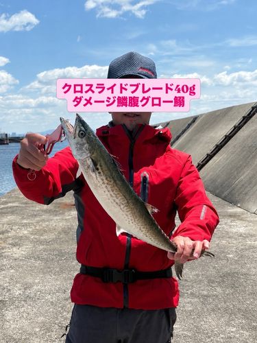 サゴシの釣果
