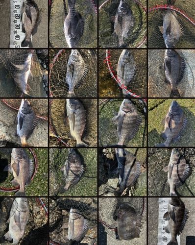 チヌの釣果