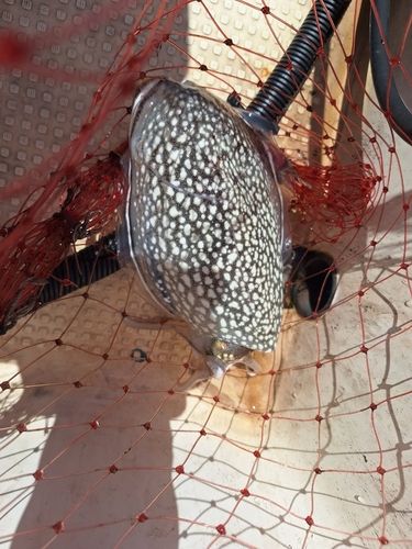 コウイカの釣果