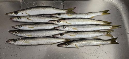 カマスの釣果