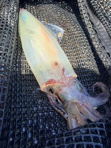 ササイカの釣果