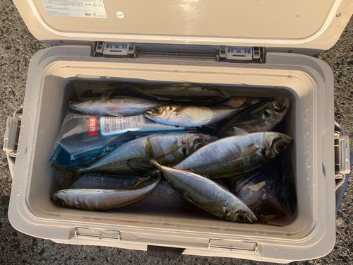 アジの釣果