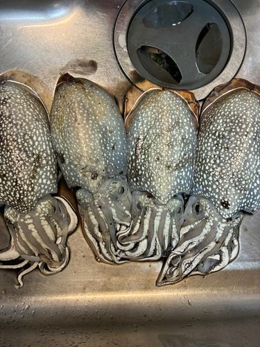 シリヤケイカの釣果