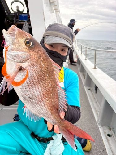 マダイの釣果
