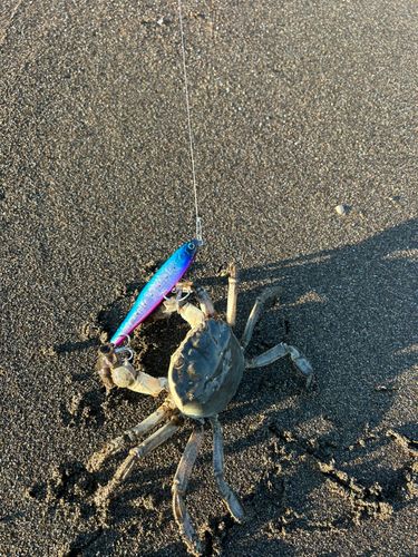 モクズガニの釣果