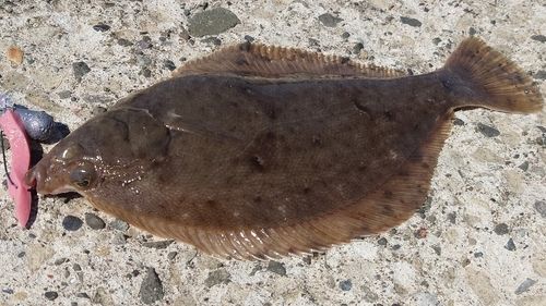 マガレイの釣果