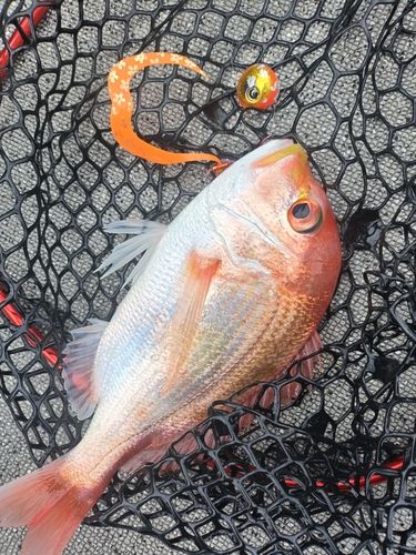 レンコダイの釣果