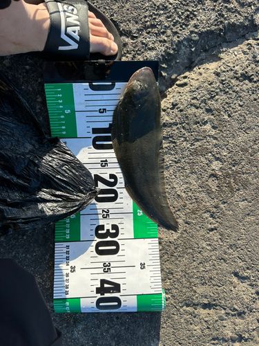 シタビラメの釣果