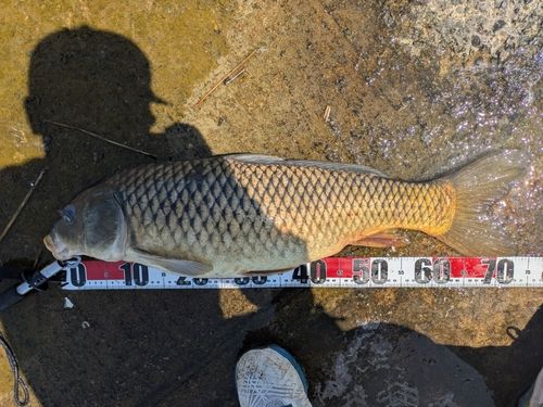 コイの釣果