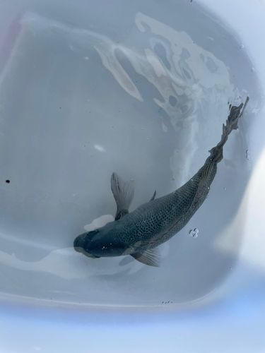 グレの釣果