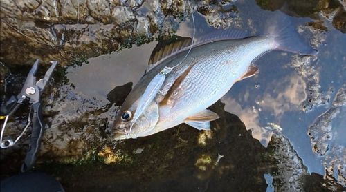 イサキの釣果