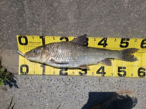 ニゴイの釣果