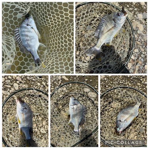 チヌの釣果