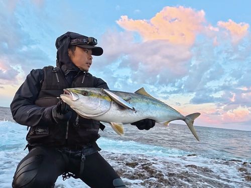 ワラサの釣果