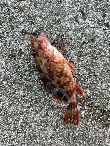 カサゴの釣果
