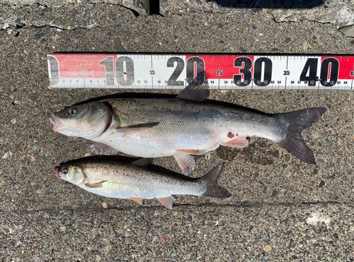 ウグイの釣果