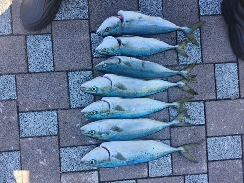 釣果