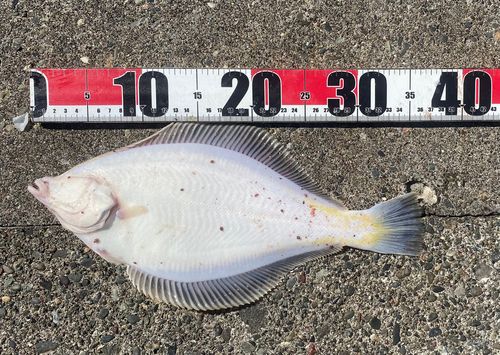 マガレイの釣果