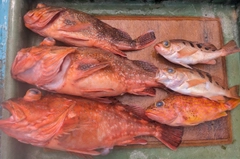 ウッカリカサゴの釣果