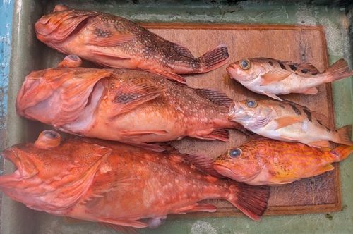 ウッカリカサゴの釣果