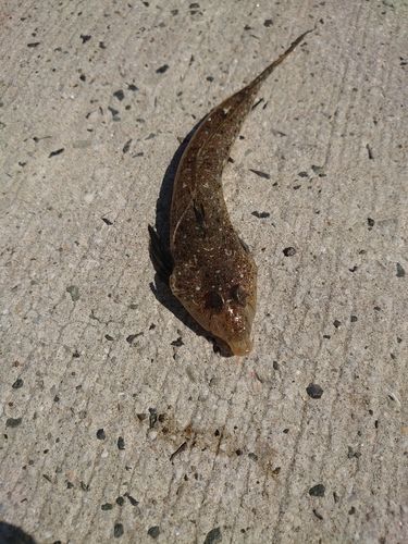 メゴチの釣果